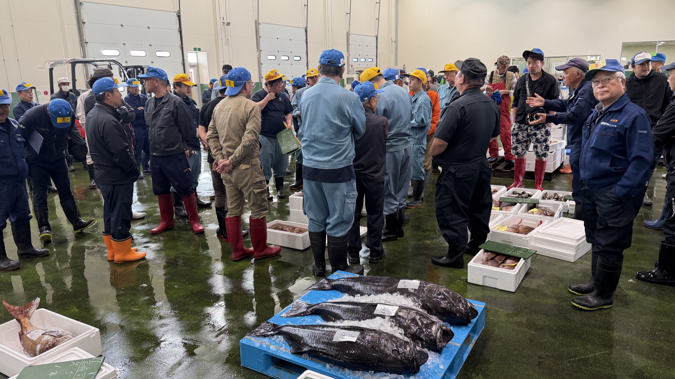 朝の競り場。水揚げされた大きな魚を囲む漁師と仲買人たち