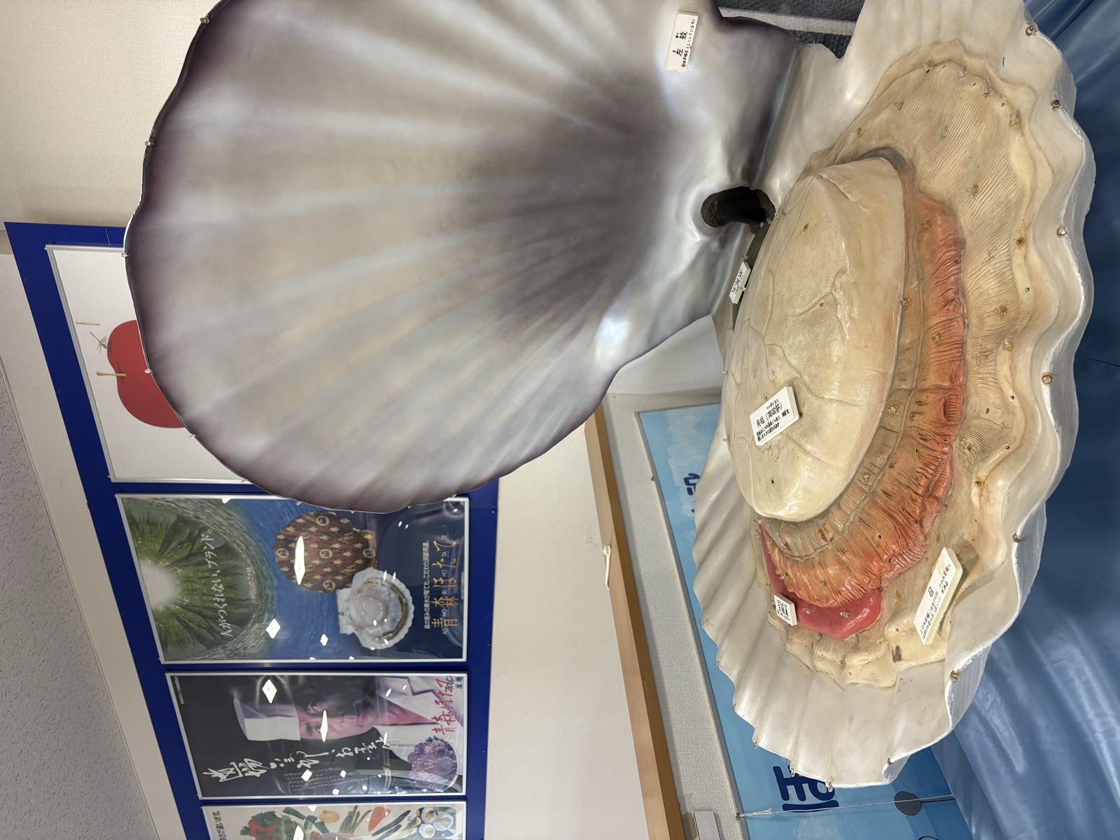 青森県産ホタテの展示。大きな貝殻が並ぶ